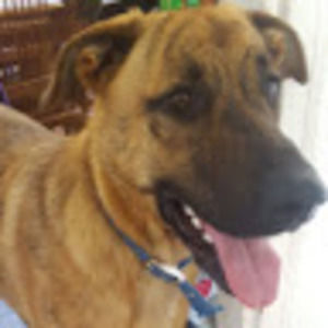 Meet your Posher, Harley